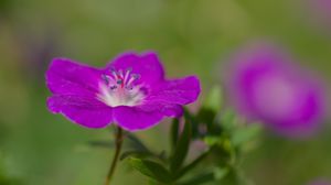 Preview wallpaper geranium, petals, flowers, plants, purple
