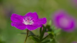 Preview wallpaper geranium, petals, flowers, plants, purple