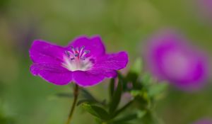 Preview wallpaper geranium, petals, flowers, plants, purple