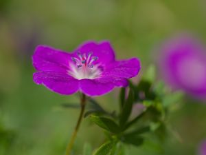 Preview wallpaper geranium, petals, flowers, plants, purple