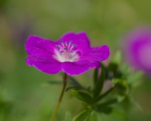 Preview wallpaper geranium, petals, flowers, plants, purple