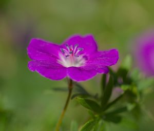 Preview wallpaper geranium, petals, flowers, plants, purple