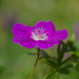 Preview wallpaper geranium, petals, flowers, plants, purple