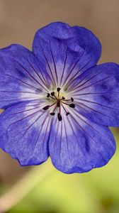 Preview wallpaper geranium, petals, pollen, flower, blue