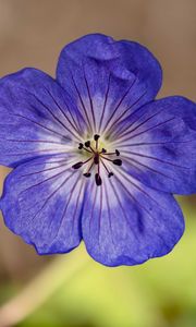 Preview wallpaper geranium, petals, pollen, flower, blue