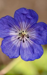 Preview wallpaper geranium, petals, pollen, flower, blue