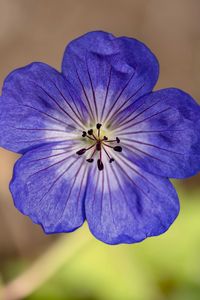 Preview wallpaper geranium, petals, pollen, flower, blue