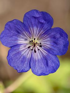 Preview wallpaper geranium, petals, pollen, flower, blue