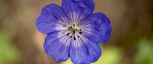 Preview wallpaper geranium, petals, pollen, flower, blue