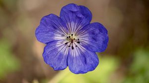 Preview wallpaper geranium, petals, pollen, flower, blue