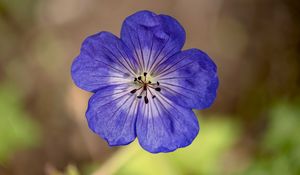 Preview wallpaper geranium, petals, pollen, flower, blue