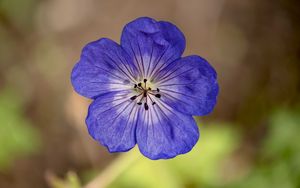 Preview wallpaper geranium, petals, pollen, flower, blue