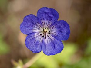 Preview wallpaper geranium, petals, pollen, flower, blue