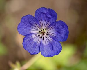 Preview wallpaper geranium, petals, pollen, flower, blue