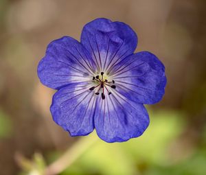 Preview wallpaper geranium, petals, pollen, flower, blue