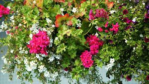 Preview wallpaper geranium, petunia, flowers, greenery, beautiful