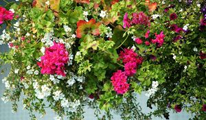 Preview wallpaper geranium, petunia, flowers, greenery, beautiful