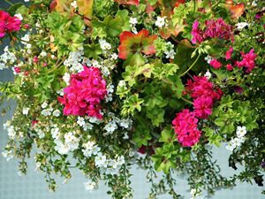 Preview wallpaper geranium, petunia, flowers, greenery, beautiful