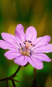 Preview wallpaper geranium pyrenaicum, geranium, flower, petals, macro, purple