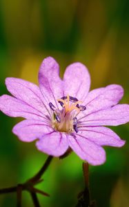 Preview wallpaper geranium pyrenaicum, geranium, flower, petals, macro, purple