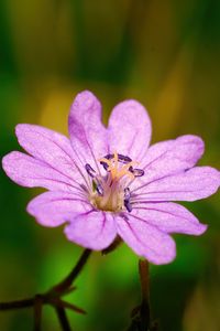 Preview wallpaper geranium pyrenaicum, geranium, flower, petals, macro, purple