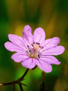 Preview wallpaper geranium pyrenaicum, geranium, flower, petals, macro, purple