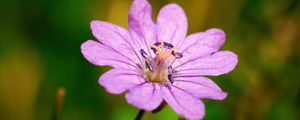 Preview wallpaper geranium pyrenaicum, geranium, flower, petals, macro, purple