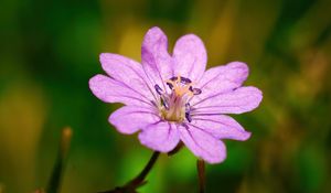 Preview wallpaper geranium pyrenaicum, geranium, flower, petals, macro, purple