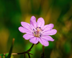 Preview wallpaper geranium pyrenaicum, geranium, flower, petals, macro, purple