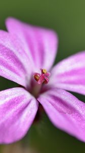 Preview wallpaper geranium robertianum, petals, flower, purple, macro