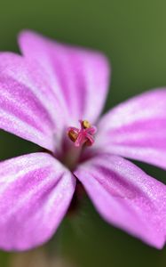 Preview wallpaper geranium robertianum, petals, flower, purple, macro