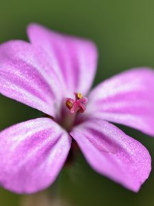 Preview wallpaper geranium robertianum, petals, flower, purple, macro