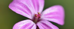 Preview wallpaper geranium robertianum, petals, flower, purple, macro