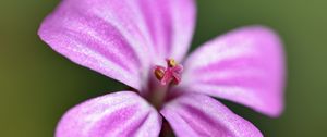 Preview wallpaper geranium robertianum, petals, flower, purple, macro