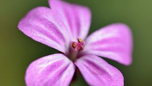 Preview wallpaper geranium robertianum, petals, flower, purple, macro