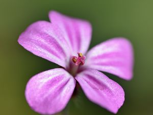 Preview wallpaper geranium robertianum, petals, flower, purple, macro