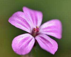 Preview wallpaper geranium robertianum, petals, flower, purple, macro