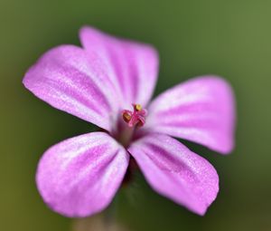 Preview wallpaper geranium robertianum, petals, flower, purple, macro