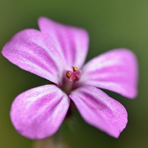 Preview wallpaper geranium robertianum, petals, flower, purple, macro