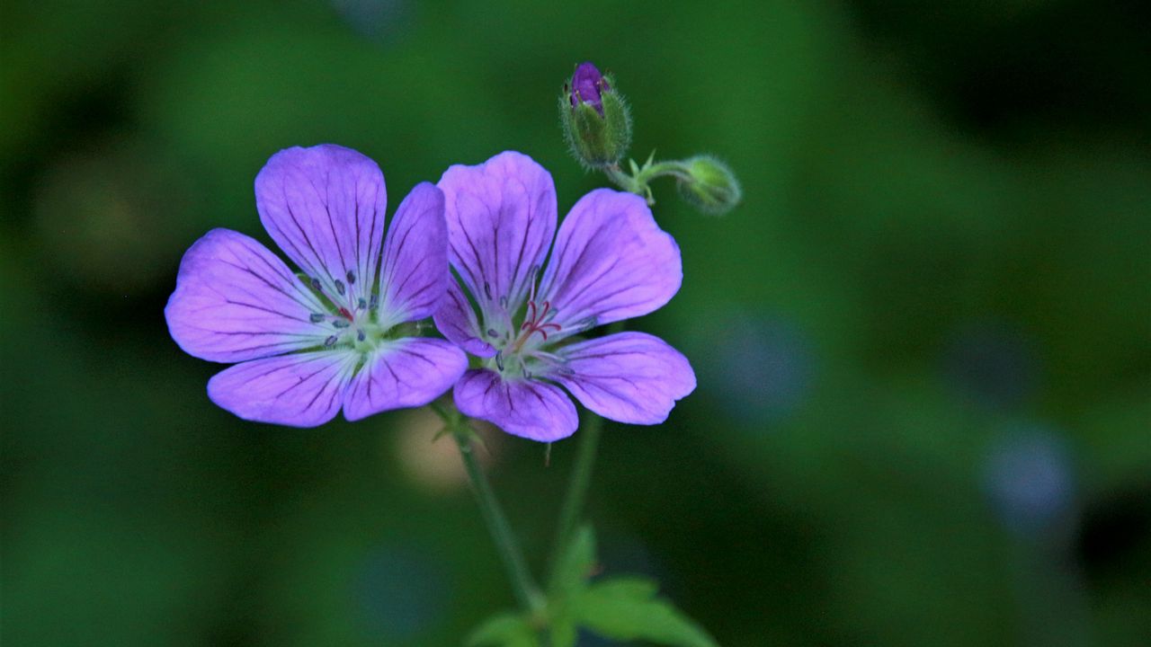 Wallpaper geranium sylvaticum, flowers, petals, purple