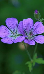 Preview wallpaper geranium sylvaticum, flowers, petals, purple