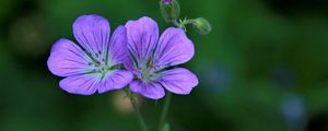 Preview wallpaper geranium sylvaticum, flowers, petals, purple