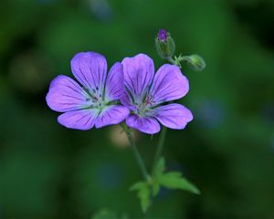 Preview wallpaper geranium sylvaticum, flowers, petals, purple