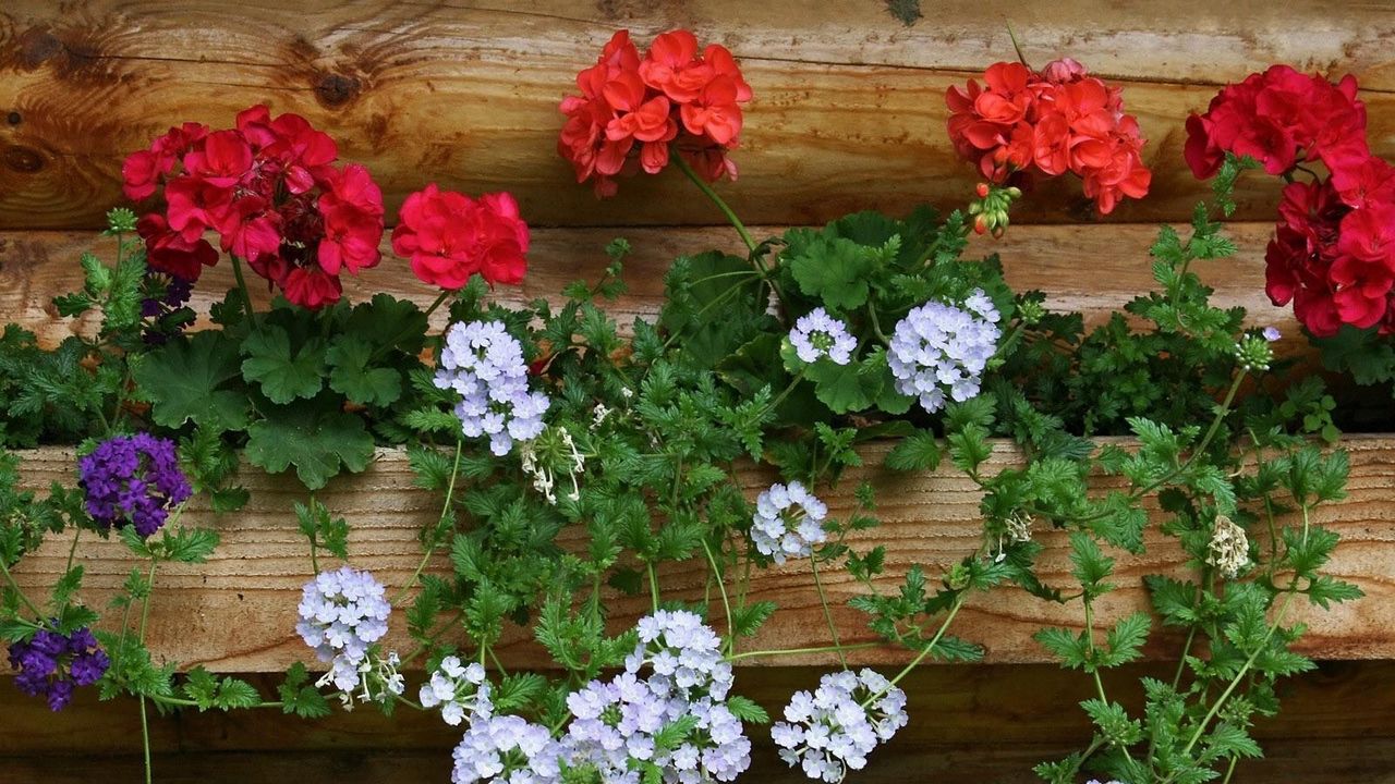 Wallpaper geraniums, flowers, white, red, wall