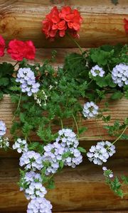 Preview wallpaper geraniums, flowers, white, red, wall