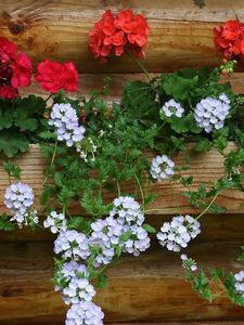 Preview wallpaper geraniums, flowers, white, red, wall