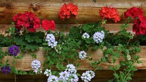 Preview wallpaper geraniums, flowers, white, red, wall