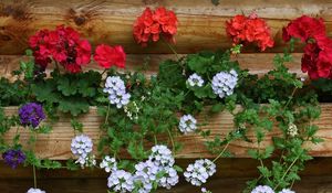 Preview wallpaper geraniums, flowers, white, red, wall