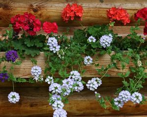 Preview wallpaper geraniums, flowers, white, red, wall