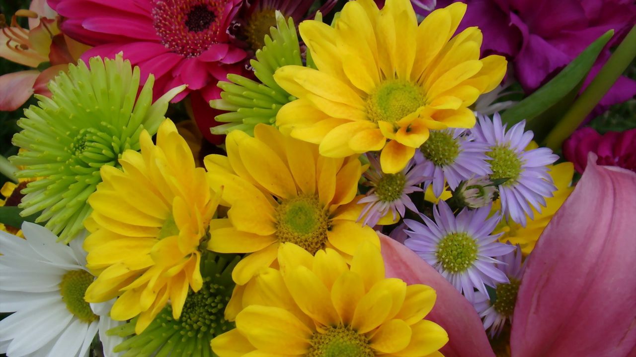 Wallpaper gerbera, chrysanthemums, flowers, bouquet, bright, colorful ...